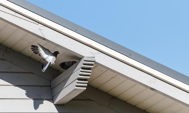 Pigeons fly near the wooden house in search of a place to nest blue sky on a sunny spring day