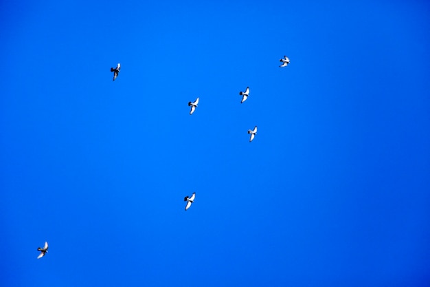 Pigeons flying in the sky