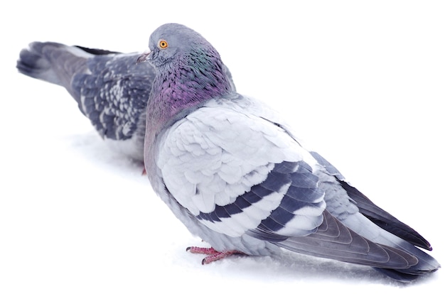 Pigeons isolated on white background