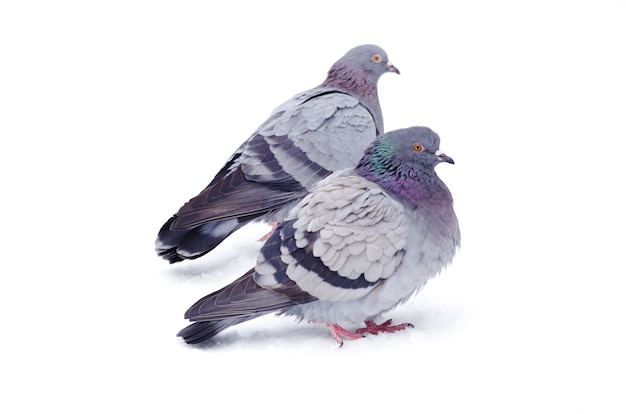 Pigeons isolated on white