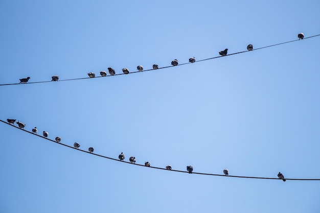 Pigeons perched on wire