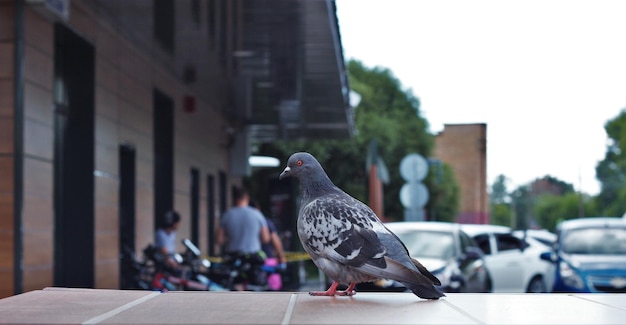 Photo pigeons perching on a street