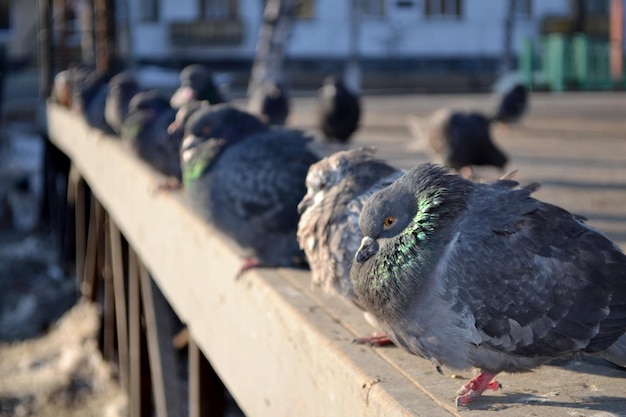 Pigeons sit on the fence in winter