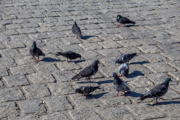 Pigeons on stone pavement