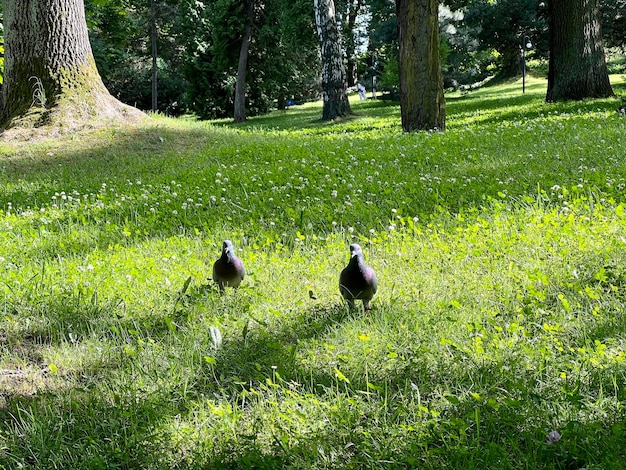 Pigeons walking in the green park