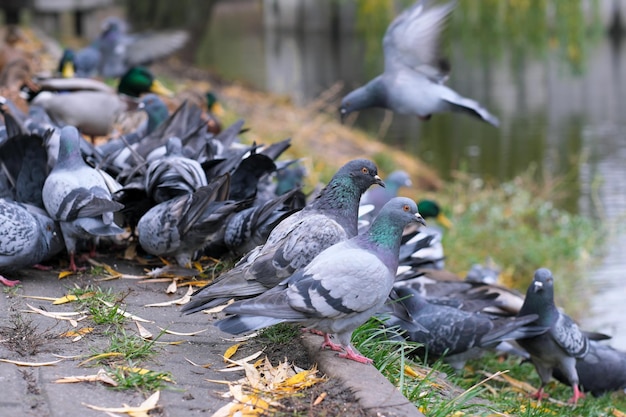 Pigeons and wild ducks peck grain