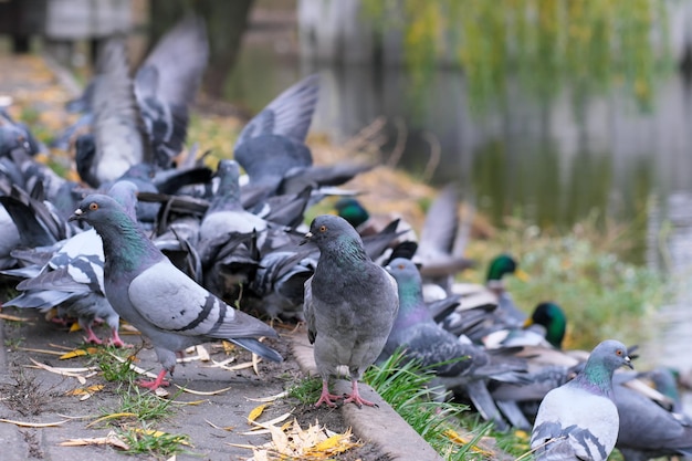 Pigeons and wild ducks peck grain