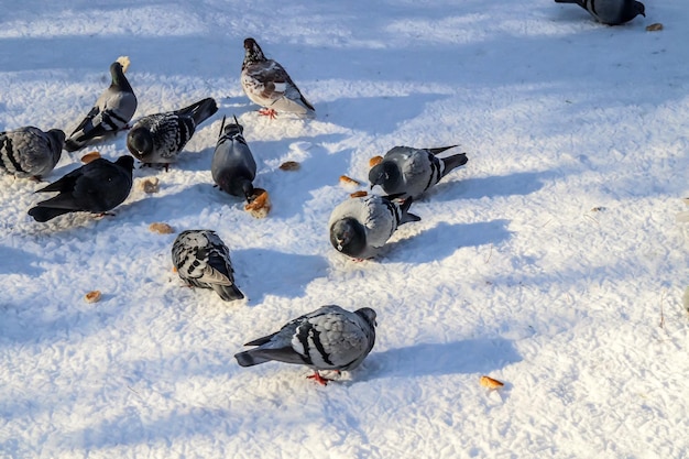 Pigeons in winter in the city