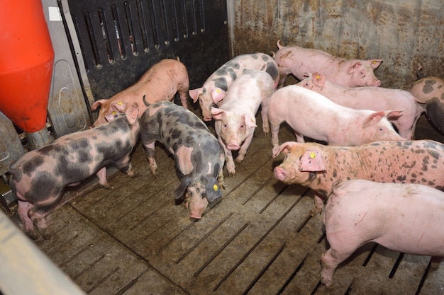 Pigs on a farm with black spots