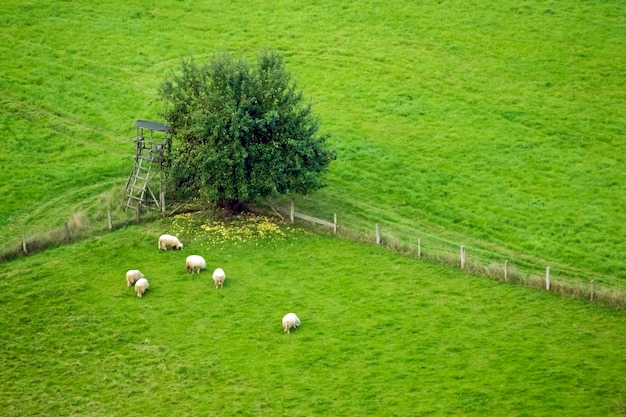 Pigs grazing in the meadow on a background of a tree