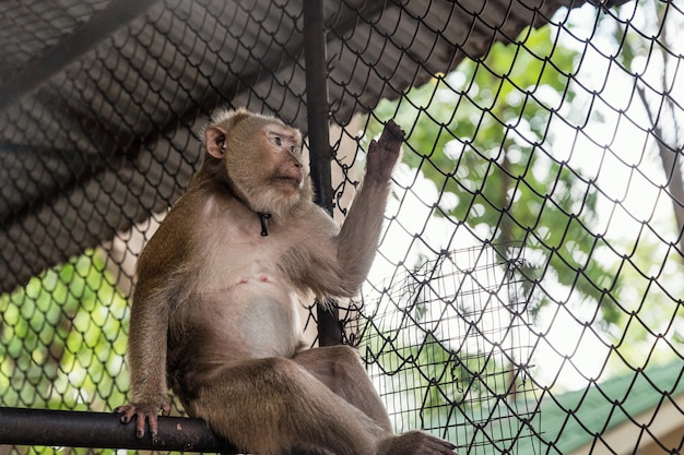 Pigtail macaque monkey is stress and lonely