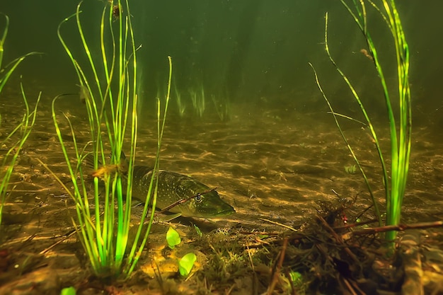 pike under water, predator fish in fresh water