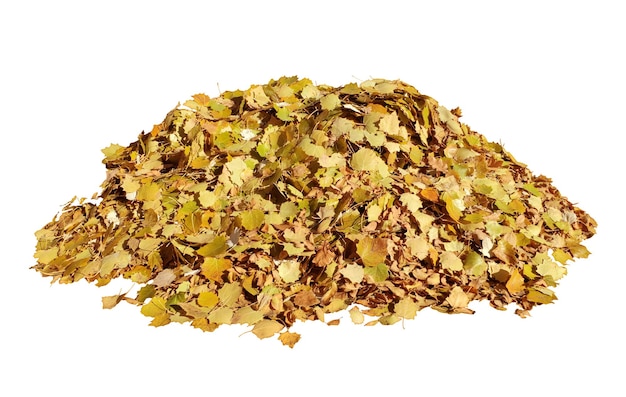 Pile of autumn leaves