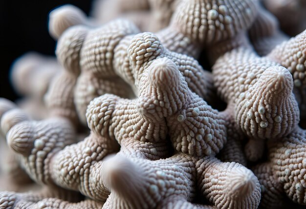 a pile of brown and white corals with the word coral on the side