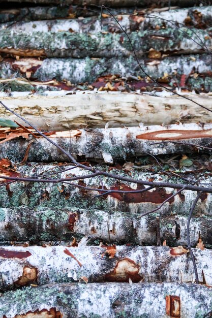 Photo pile of the chopped firewood on the field a lot of logs stacked up