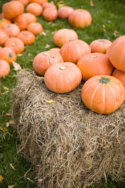 Pile of cute pumpkins at pumpkin patch Seasonal Pumpkins outdoors Halloween Thanksgiving