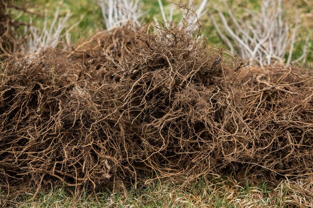 Photo a pile of dead grass with the word 