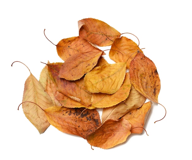 Pile of dry golden cherry leaves isolated on white background, top view