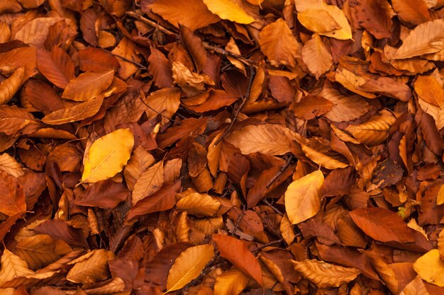 Pile of fallen leaves