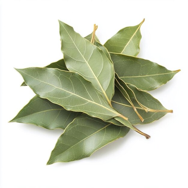 Photo a pile of five green bay leaves on a white background