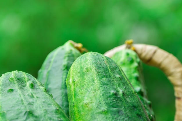 Pile of Fresh Cucumbers in Wicker Basket on  Greenery Background.