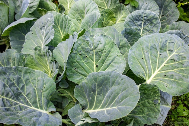 A pile of fresh green cabbage leaves collected and stacked on the ground sitting on top background