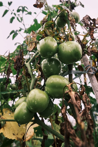 Pile of fresh green tomatoes, in the photo after the rain in the afternoon