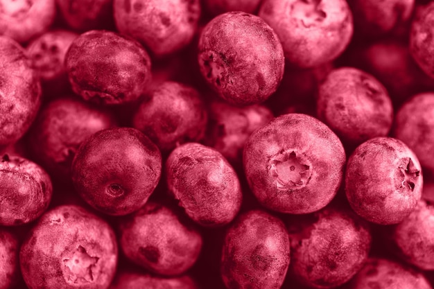 Pile of fresh ripe blueberries in trendy color of the year 2023 Viva Magenta