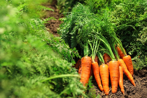 Pile of fresh ripe carrots on field Organic farming