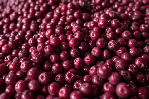 Pile of fresh ripe cranberries