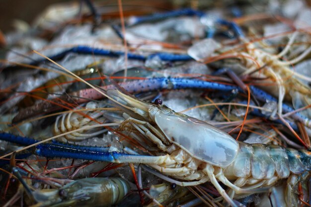 pile of fresh water giant river prawn scampi with ice for sale in indian shrimp market