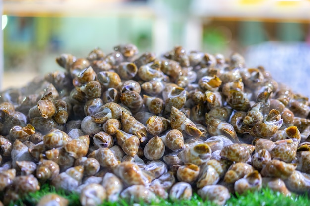 Pile of frozen fresh seafood clams. Seafood restaurants with buffet in Thailand.