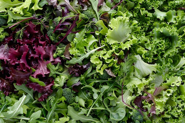 a pile of green and purple lettuce with the word lettuce