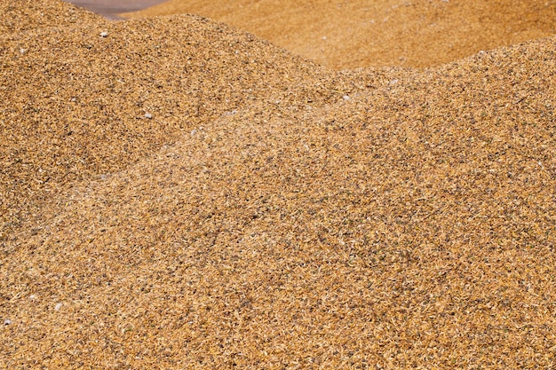 A pile of harvested cereal grains