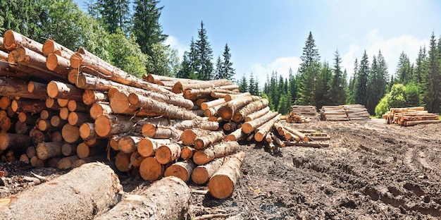 Pile of harvested wooden logs in forest, trees with blue sky above background