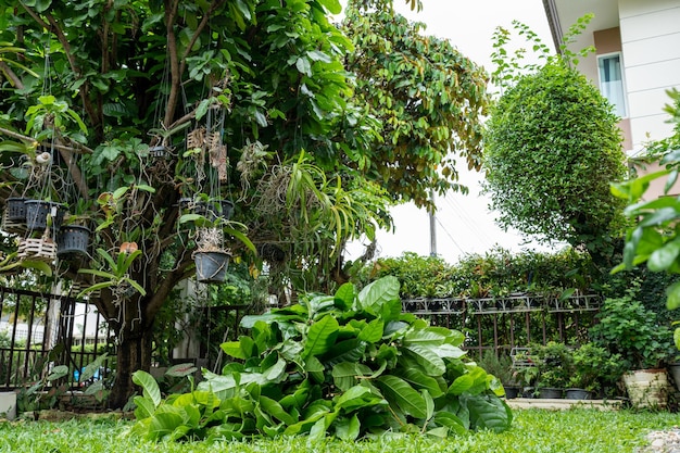 Pile of leaves that has been cut during rain season at home.