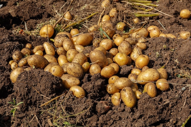 Pile of newly harvested potatoes on field Harvesting potato roots from soil in homemade garden