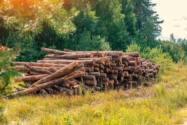 A pile of pine timber logs in the edge of the forest