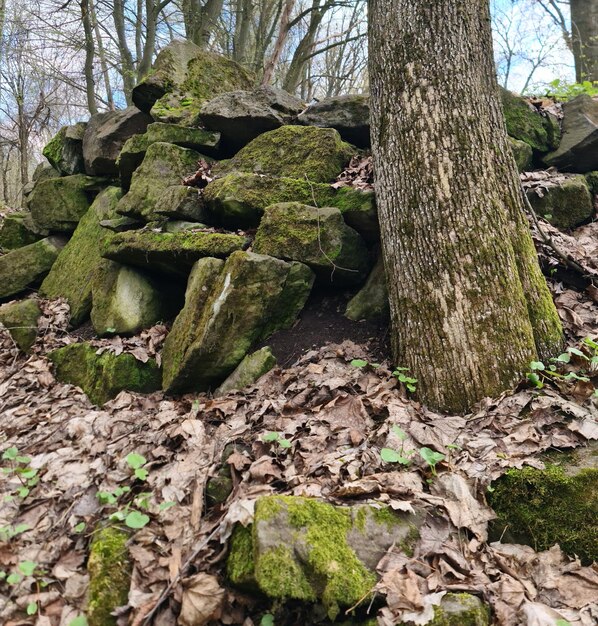 A pile of rocks with moss on them and a tree with a few leaves on the ground.