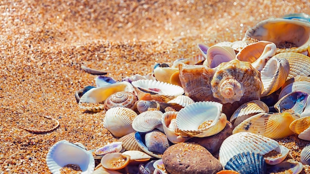 A pile of shells on the beach