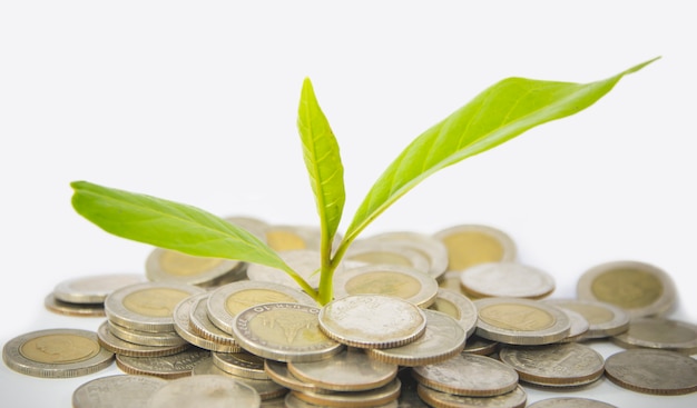 Pile silver coin and treetop growing 