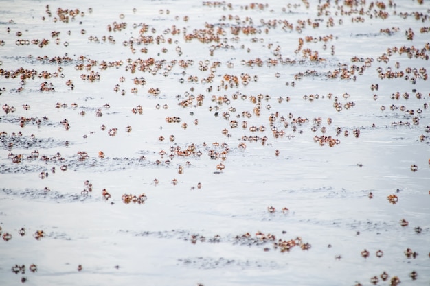 Pile of small ghost crab on the beach sand