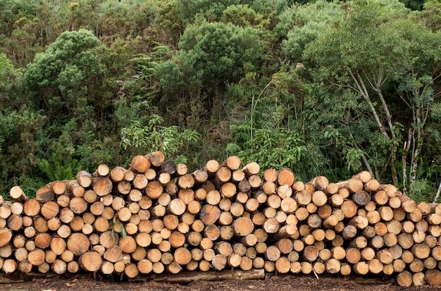 Pile of Stacked wood logs, lumber or timber industry concept