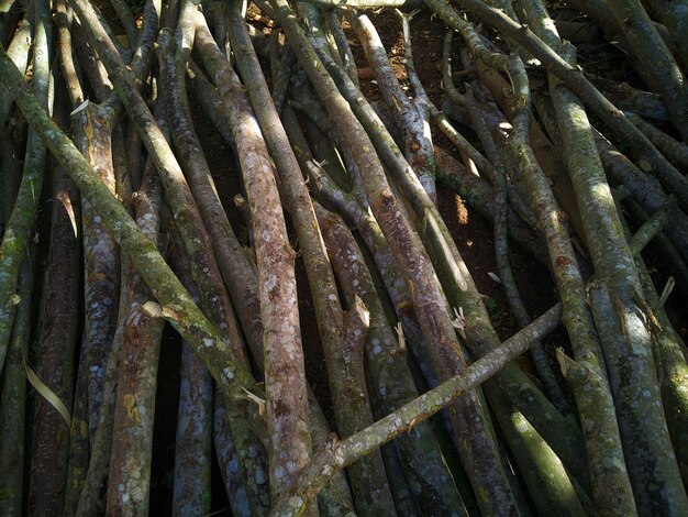 A pile of sticks with the word tree on it