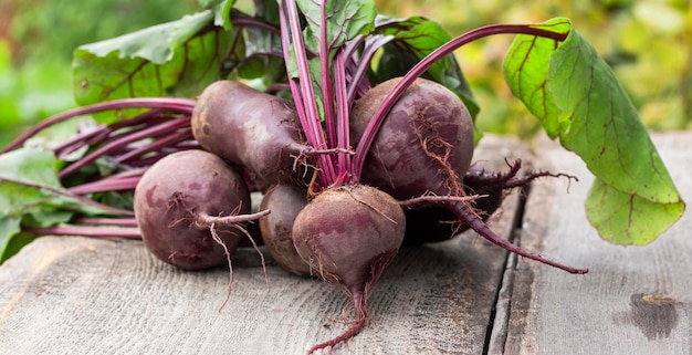 A pile of washed red table beets with tops on the background of the garden