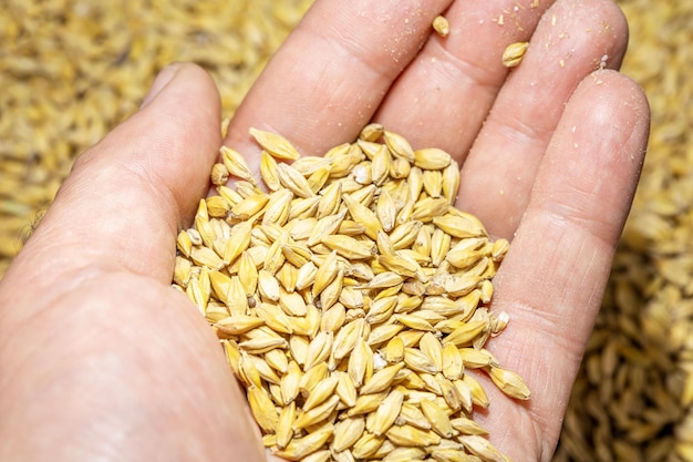 Pile of wheat grains in the palm of hand Concept supply of wheat