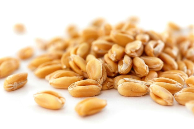 A pile of wheat seeds on a white surface