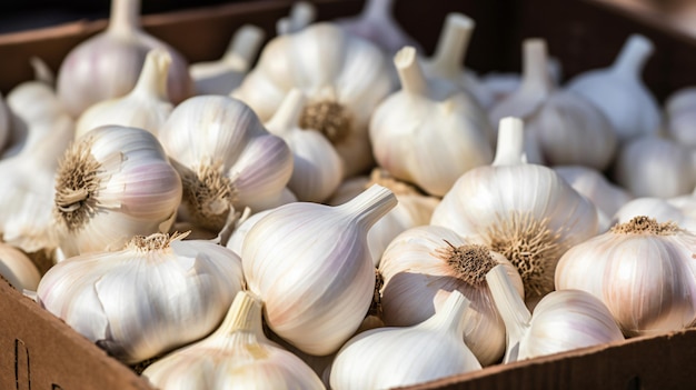 Pile of white garlic in plastic box in store