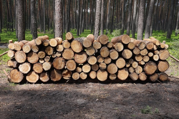 Pile of wood logs in forest