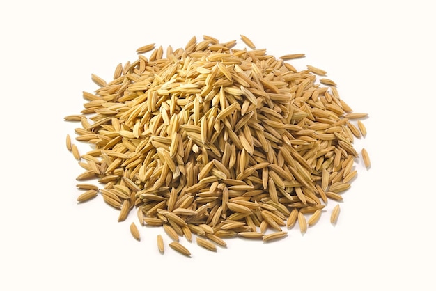 Pile of yellow gold rice. Close up of long paddy rice grains can use for background and texture. Macro of sample natural rice realistic closeup photo image.